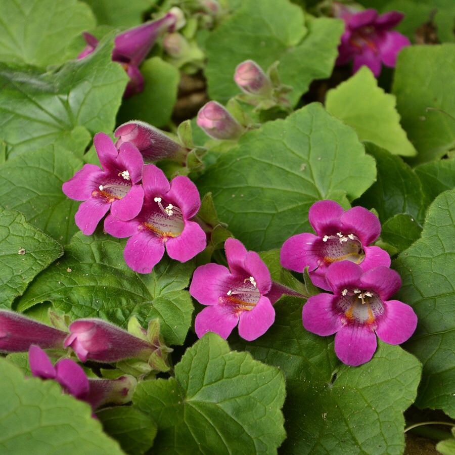 Lophospermum erubescens